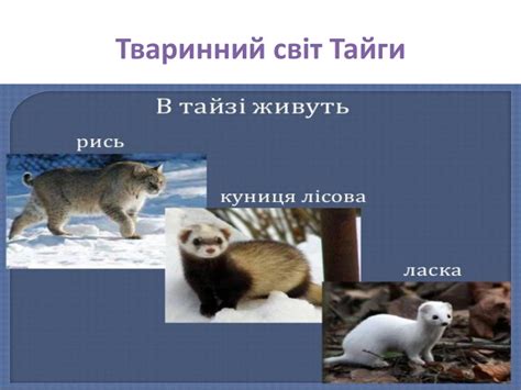 поділ лісової зони на тайгу