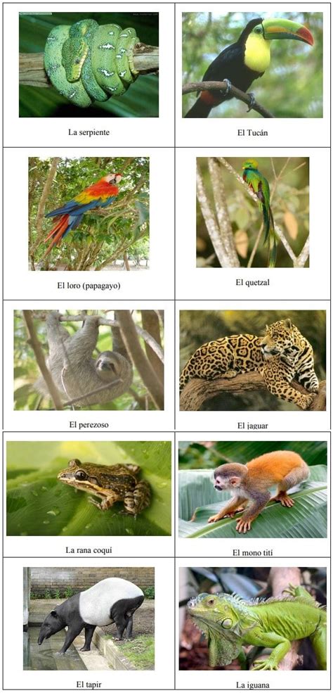 Las Plantas En La Selva Tropical Y Su Fauna Ovacen Fauna De La