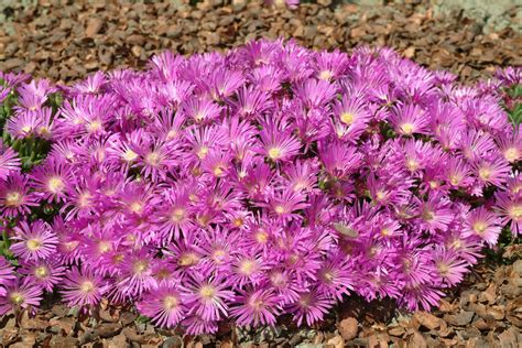 DELOSPERMA cooperi Table Mountain - Muller Seeds