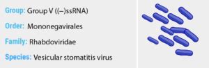 Vesicular Stomatitis virus - Quip Labs