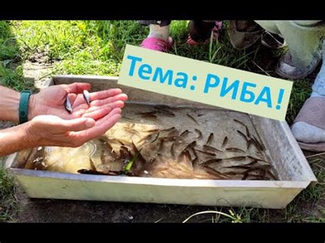 Тема риба. #лелекагрицько #природаукраїни #риба #рибалка - YouTube