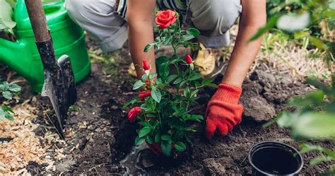 Rosen Pflanzen Im Herbst Schritt F R Schritt Anleitung Und Pflegetipps