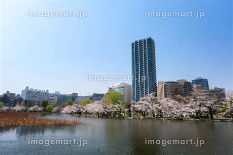 東京都台東区 春の上野公園 不忍池の桜とビル群の写真素材 204606215 イメージマート