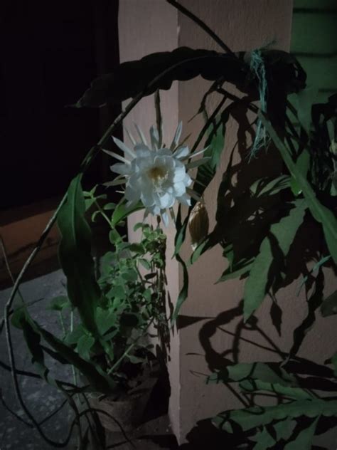 A Short Journey Queen Of Night Brahma Kamal
