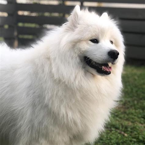 77 Samoyed Chow Mix L2sanpiero