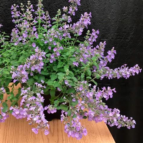 Nepeta x faassenii SylvesterBlue™ | White Flower Farm