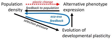 Behind The Paper Integrating Developmental Plasticity Into Eco