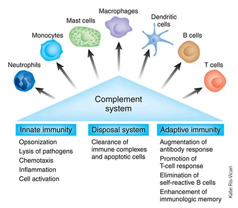 What Are The Components Of The Immune System My Immunity