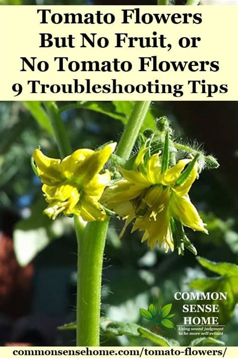 Tomato Flowers Falling Off