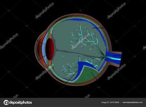 Illustration Parts Human Eye Stock Vector By Yayimages