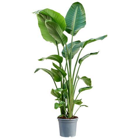 Strelitzia Paradijsvogelplant Kopen PlantenShop24