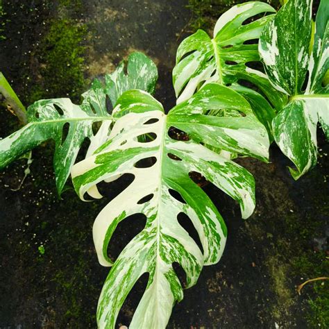 Monstera Variegated - Elves Garden