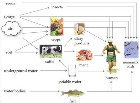 Routes Of Exposure To Pesticides 13 Download Scientific Diagram