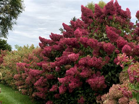 Berry White® Panicle Hydrangea | First Editions