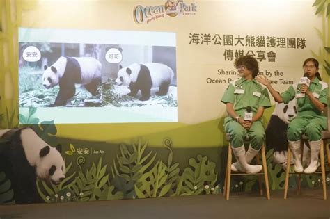 Sepasang Panda Siap Debut Di Ocean Park Hong Kong Pasca Karantina