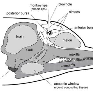 Dolphin Internal Anatomy