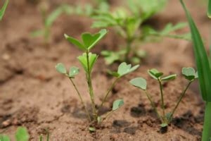 Determining the optimum alfalfa seeding rate – Crops and Soils