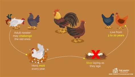 Ciclo De Vida Del Pollo Aprende Las 4 Etapas Clave Guia 2025