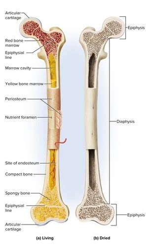 Chapter Skeletal Tissues Functions Of Skeleton Features Of Bones