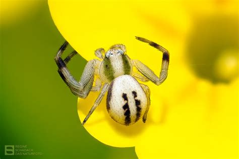 Ver Nderliche Krabbenspinne Bilder Fotos Naturfotografie