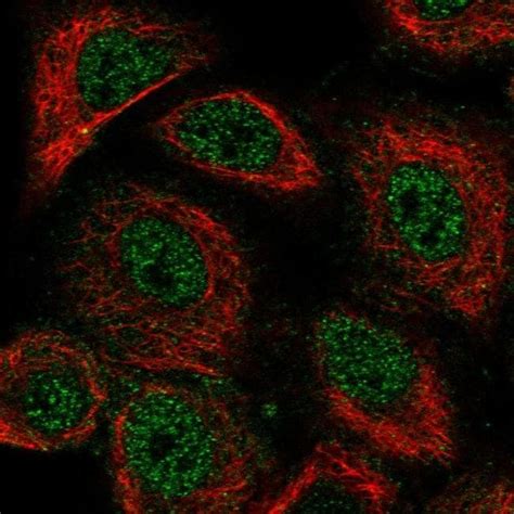 NeuN Antibody (PA5-56560)