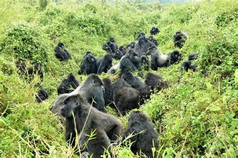 Mountain Gorilla Habitat Loss