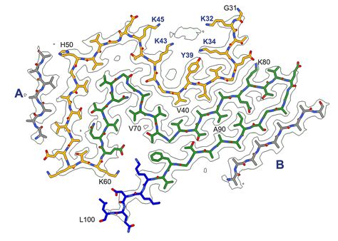 Identical Structures Of Synuclein Filaments From Parkinsons Disease