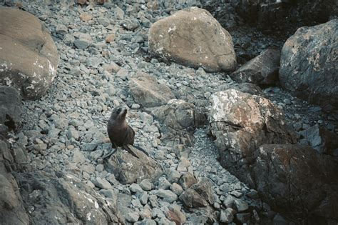 Where to See the Kaikoura Seal Colony - South Island New Zealand – We Seek Travel