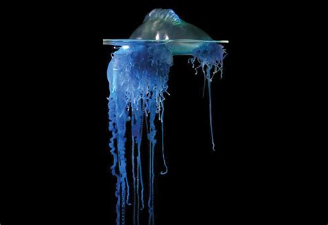 Slideshow: Meet the Neuston, the Diverse Organisms Living at the Ocean ...