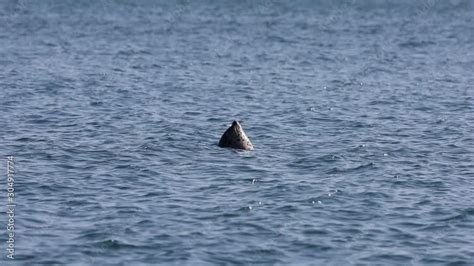 Seal breezing in between dives in sea and dives after that. Sunny day, calm blue sea. Spotted ...