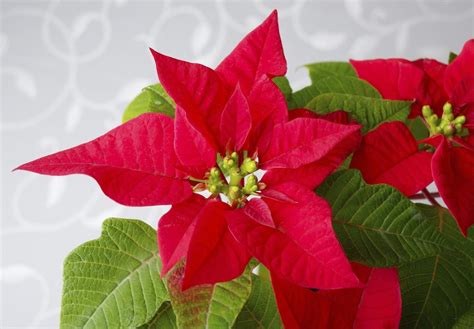 Fertilizing Poinsettias - Learn About Fertilizer For Poinsettia Plants ...