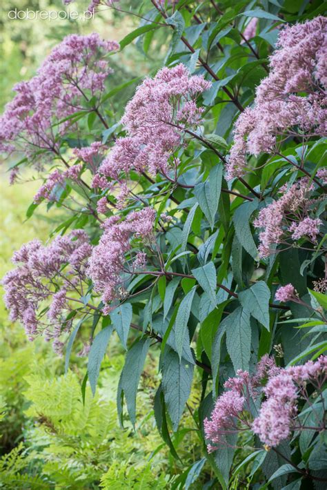 Szk Ka Bylin Dobrepole Eupatorium Maculatum Atropurpureum