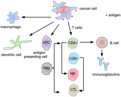 The Immune Signalling And The Crosstalk Between T And B Cell