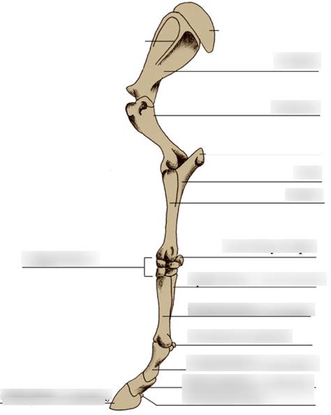 Equine Anatomy Forelimb Bones Diagram Quizlet