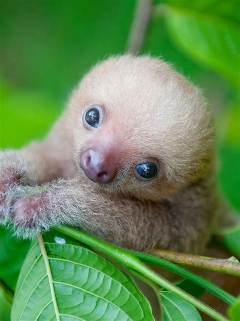Cute Baby Rainforest Animals Atelier Yuwaciaojp