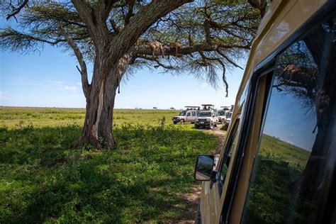 3 Days Serengeti And Ngorongoro Group 2024 Arusha Viator