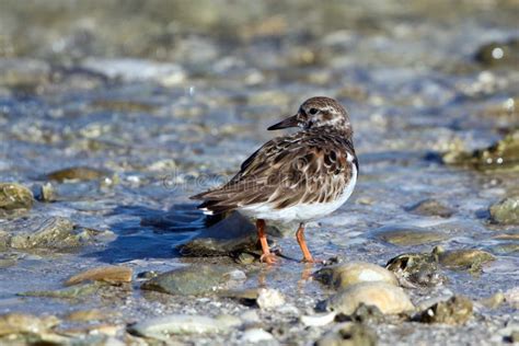 Ruddy Turnstone Arenaria Interpres Stock Image Image Of Wild