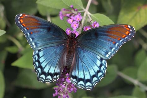 Red Spotted Admiral Butterflies And Skippers Of Gsmnp Inaturalist