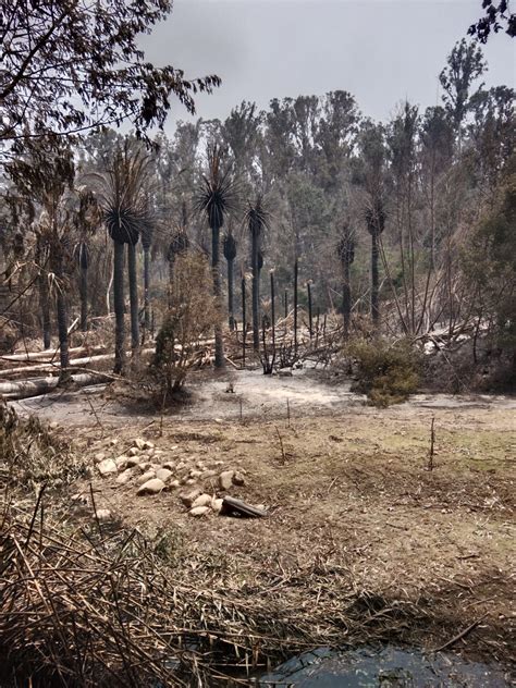 Incendios En Chile Ocho De Las 400 Hectáreas Del Jardín Botánico Nacional Son Las únicas Sin Daños