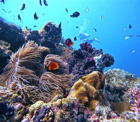 The Best Time To Dive In Fiji Fiji Pocket Guide