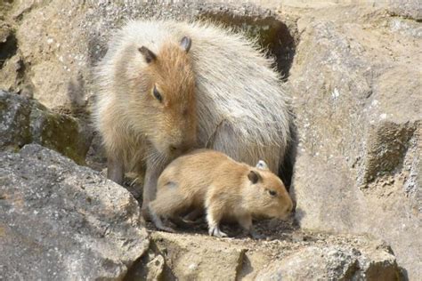 Birthplace Of The Capybara Hot Bath Celebrates Years Of Rodent Relaxation Spoon Tamago