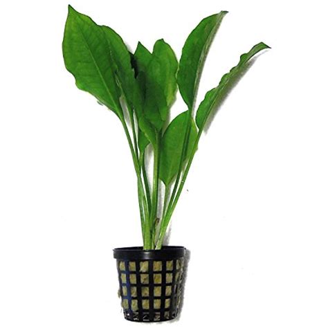 Amazon Sword Plant - Info and Care Amazon Sword Plant