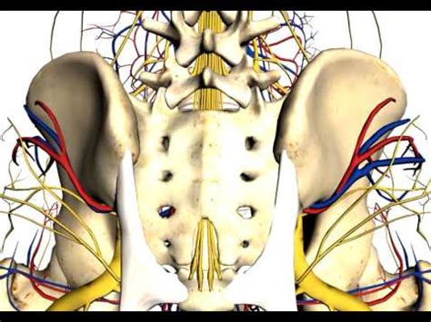 Posterior Iliac Crest Anatomy