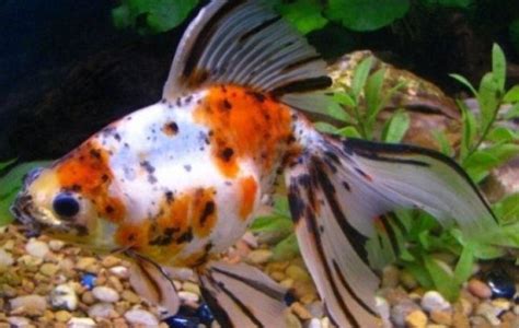 Calico Ryukin Goldfish - Goldfish - Carassius auratus | Tank Facts