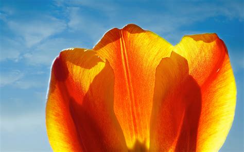 Image Tulip Orange Flowers Closeup X