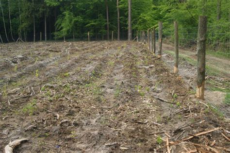 Sadzą jarzęby na Dolnym Śląsku Sozosfera ochrona środowiska