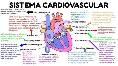 100 Mapas Mentais Sobre Sistema Cardiovascular Artofit