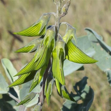 Green Bird Flower Crotalaria Cunninghamii Seeds Onszaden