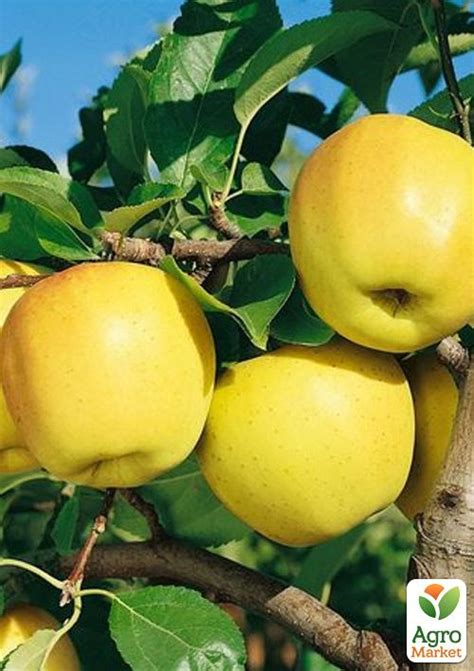 Яблуня "Богемія Голд" (зимовий сорт, пізній термін дозрівання) купити ...