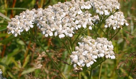 Common Yarrow - Prairie Pollination